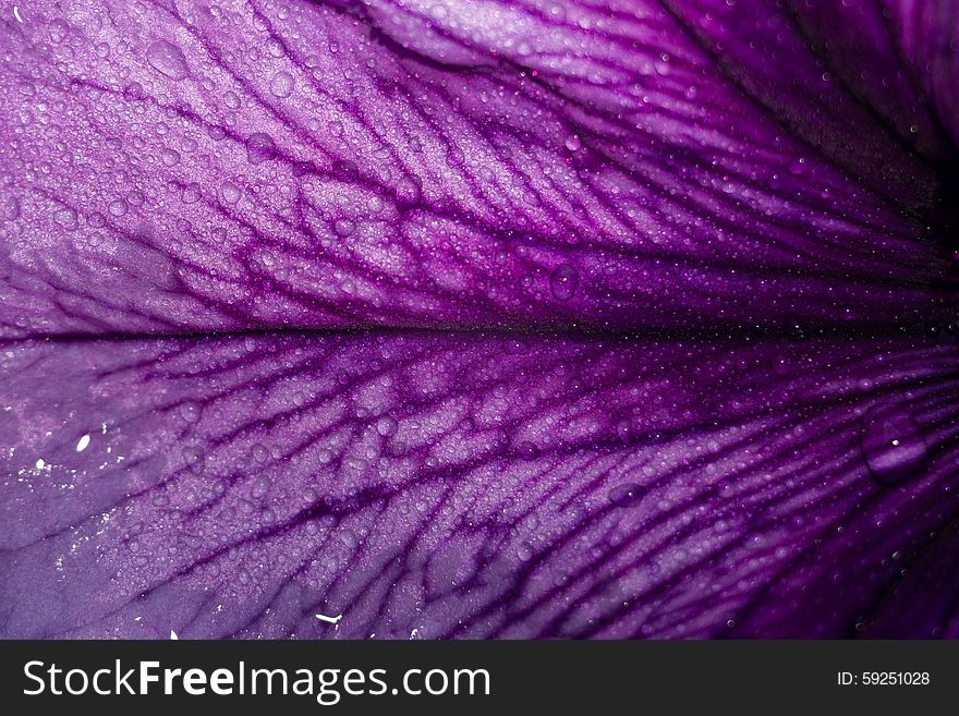 Close up of colorful blooming petunia flower, natural background.