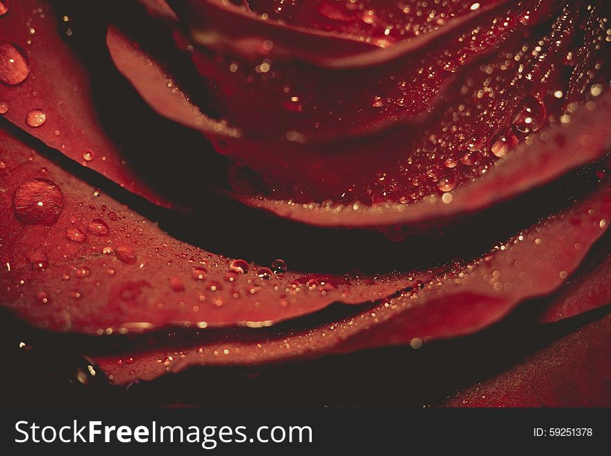 Red rose in water drops, shallow focus, vintage photo effect with paper texture. Red rose in water drops, shallow focus, vintage photo effect with paper texture.