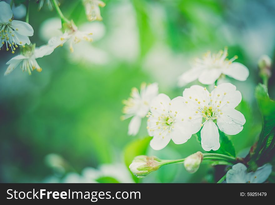 White flowers of the blooming spring tree branches, vintage color effect. White flowers of the blooming spring tree branches, vintage color effect.