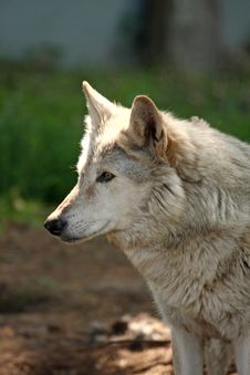 European Grey Wolf Royalty Free Stock Photo
