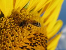 Sunflower And Bee Closeup Royalty Free Stock Images