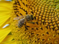 Sunflower And Bee Closeup Royalty Free Stock Photography