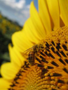 Sunflower And Bee Closeup Royalty Free Stock Photo Sunflower And Bee Closeup Royalty Free Stock Photo