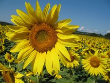 Sunflowers Field Royalty Free Stock Photo Sunflowers Field Royalty Free Stock Photo