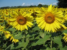 Sunflowers Field Stock Image Sunflowers Field Stock Image