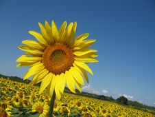 Sunflowers Field Royalty Free Stock Photos Sunflowers Field Royalty Free Stock Photos