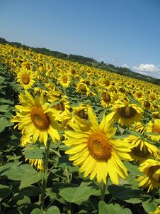 Sunflowers Field Royalty Free Stock Photography Sunflowers Field Royalty Free Stock Photography