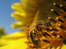 Sunflower With A Bee Closeup Royalty Free Stock Images Sunflower With A Bee Closeup Royalty Free Stock Images
