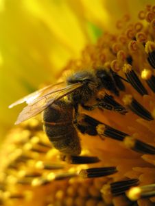 Sunflower With A Bee Closeup Royalty Free Stock Photo Sunflower With A Bee Closeup Royalty Free Stock Photo