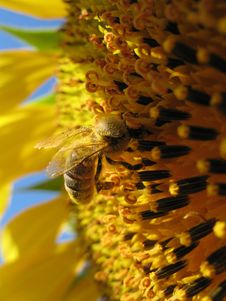 Sunflower With A Bee Closeup Royalty Free Stock Image Sunflower With A Bee Closeup Royalty Free Stock Image