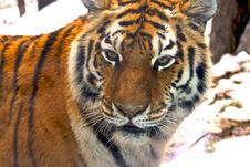 Amur Tiger Royalty Free Stock Photo Amur Tiger Royalty Free Stock Photo