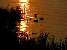 Birds At Sunset Royalty Free Stock Images