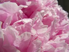 Peony Petals Stock Photos Peony Petals Stock Photos