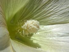 White Hollyhock Stock Photos White Hollyhock Stock Photos