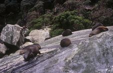 Seals On A Rock In Milford Sound Stock Photos Seals On A Rock In Milford Sound Stock Photos