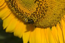 Big Sunflower With A Huge Bumblebees Royalty Free Stock Images Big Sunflower With A Huge Bumblebees Royalty Free Stock Images