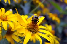 Bumblebee On Yellow Flower Royalty Free Stock Images Bumblebee On Yellow Flower Royalty Free Stock Images