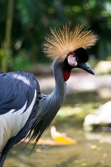 Grey Crowned Crane Royalty Free Stock Photography Grey Crowned Crane Royalty Free Stock Photography