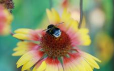 Pollination Royalty Free Stock Images