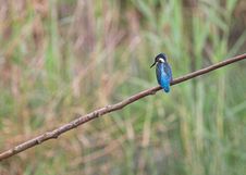 Bird - Kingfisher Perched On A Branch Stock Photo