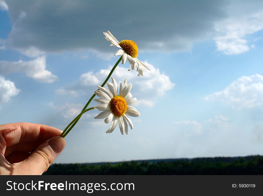 A hand holds two camomiles on a background sky