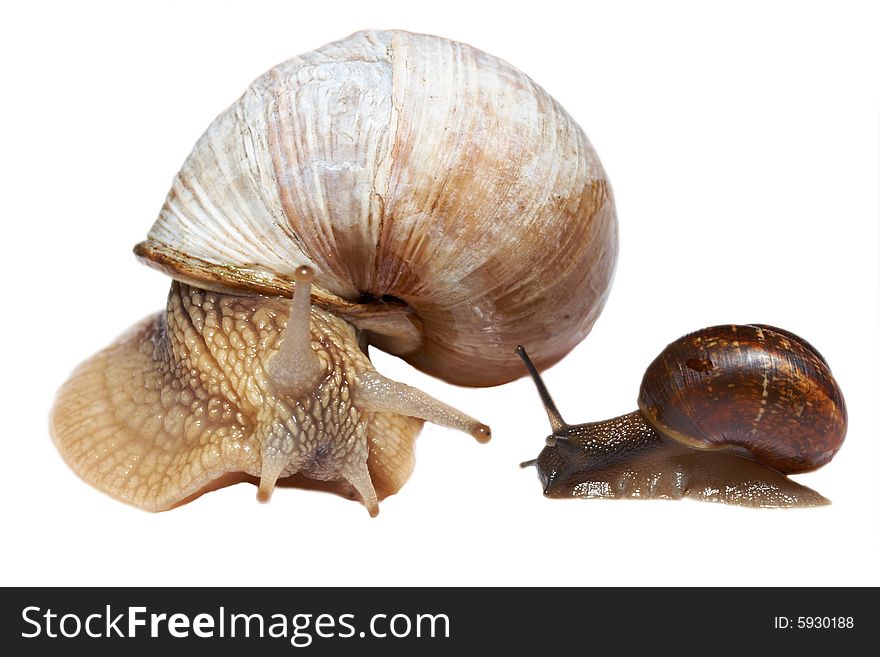 Big and small snails isolated on white background