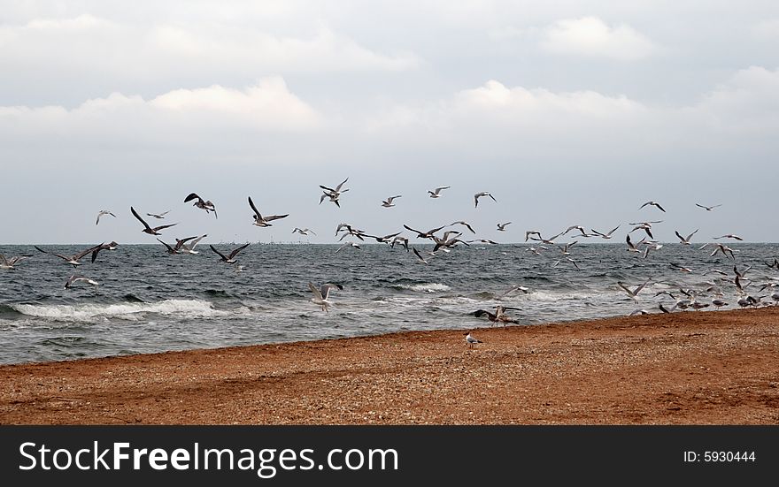 Sea birds by the Azov sea