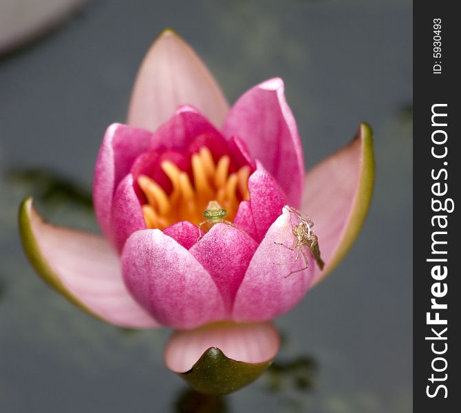 A newly opened water lilly flower inhabited by a newly emerged damselfly. A newly opened water lilly flower inhabited by a newly emerged damselfly