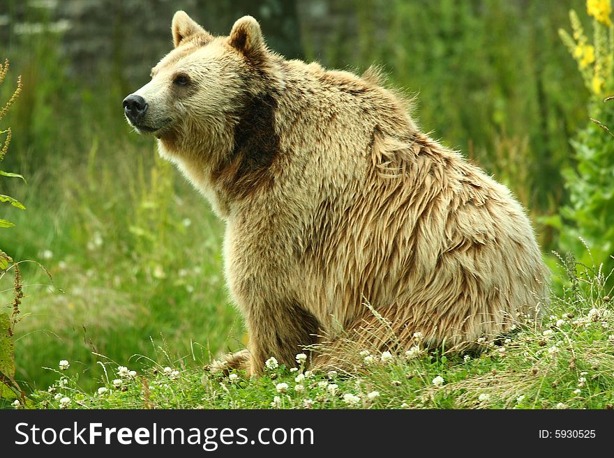 Photo Of A European Brown Bear