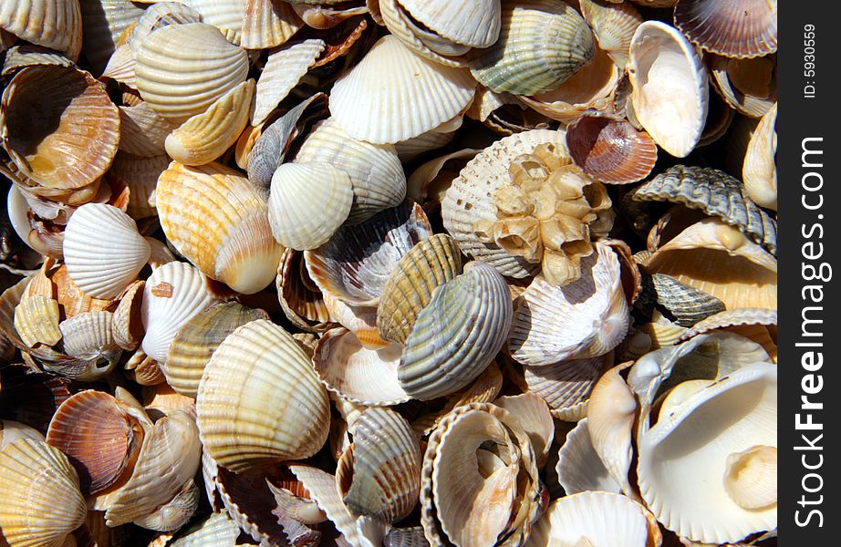 Bowls of two-folding sea molluscs