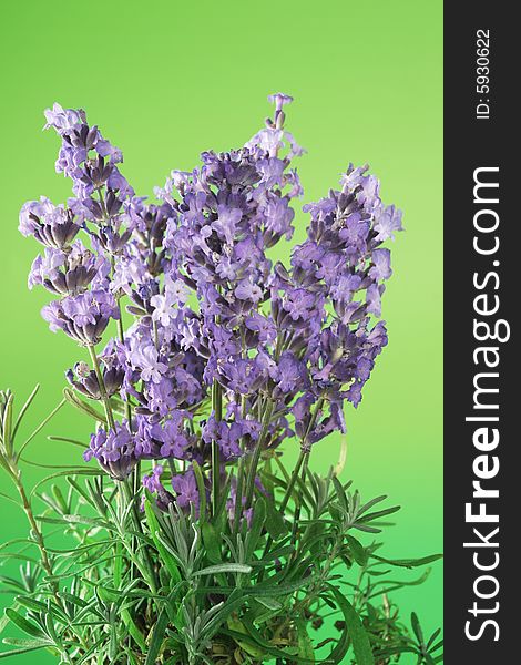 Bunch of lavender on green background.