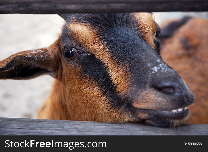 A brown goat on a farm