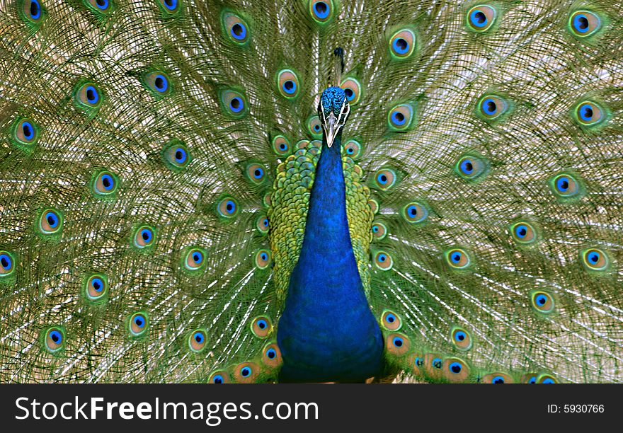 An Adult peacock on display during mating season