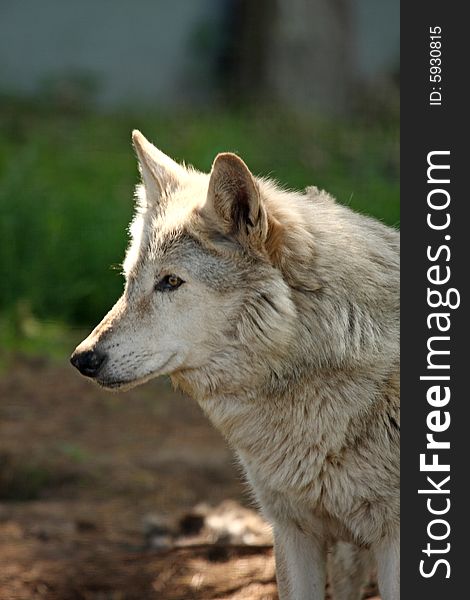 Photo of a European grey wolf