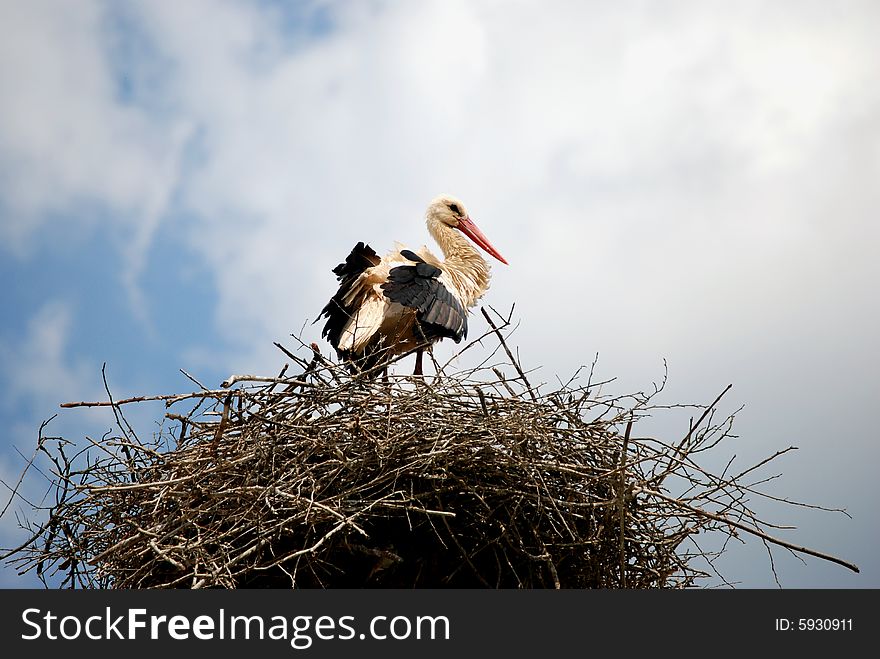 Stork on a nest with sky in the background