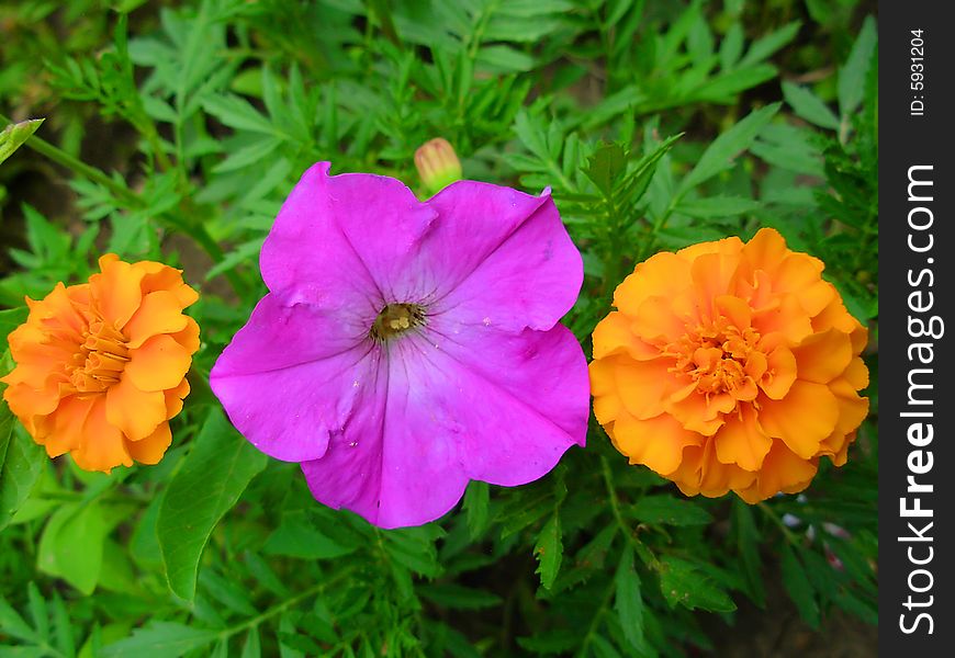 Orange and purple flowers in line. Small flowers near gorund. Orange and purple flowers in line. Small flowers near gorund.