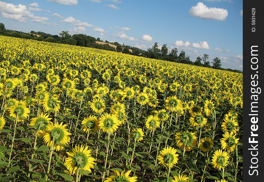 Sunflowers field