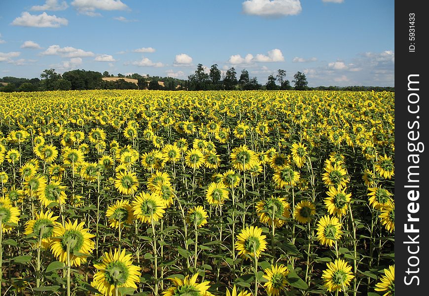 Sunflowers field with blue sky and some clouds