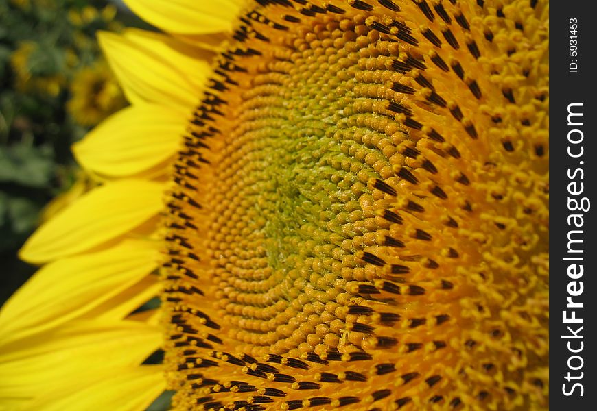Closeup of a beautiful yellow sunflower. Closeup of a beautiful yellow sunflower