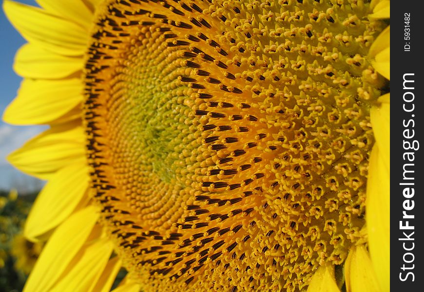 Sunflower Closeup