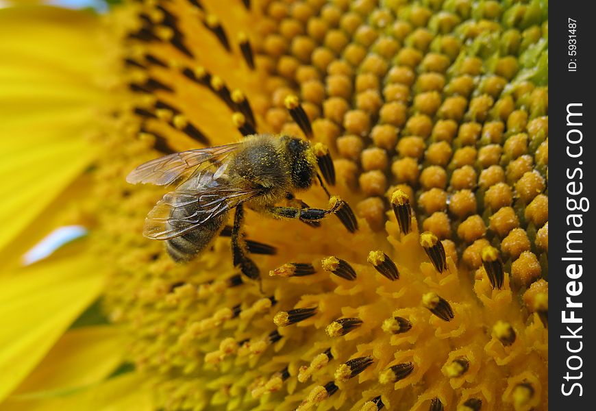 Sunflower and bee closeup