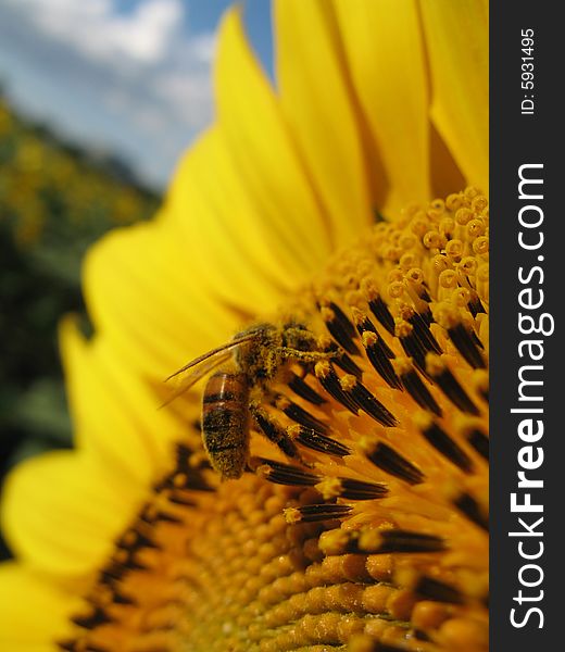 Closeup of a beautiful yellow sunflower with a bee. Closeup of a beautiful yellow sunflower with a bee