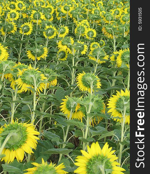 Sunflower Field