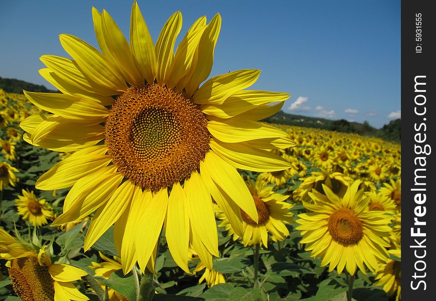 Beautiful yellow sunflowers field with blue sky