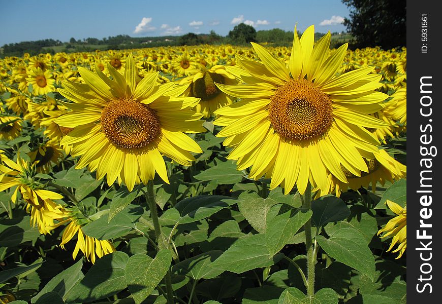 Beautiful yellow sunflowers field with blue sky