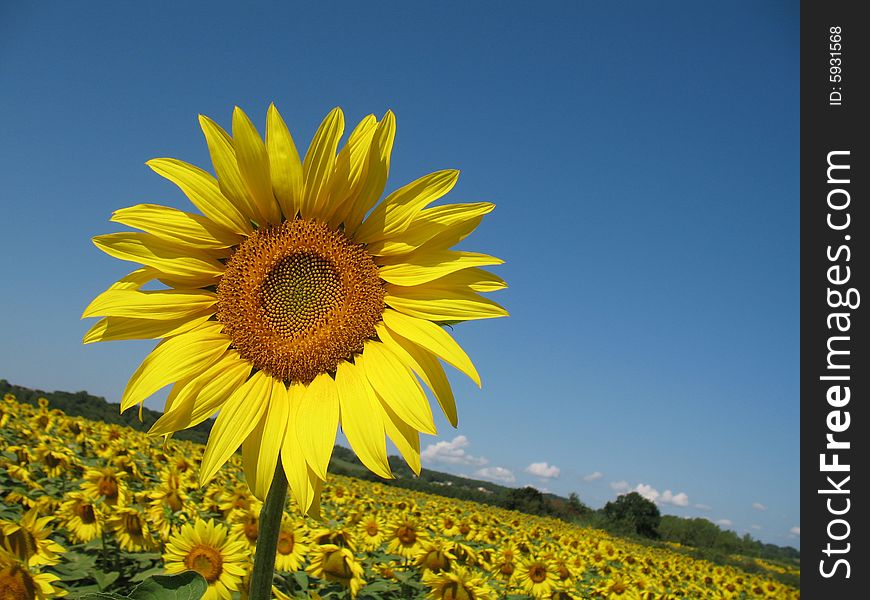 Sunflowers field