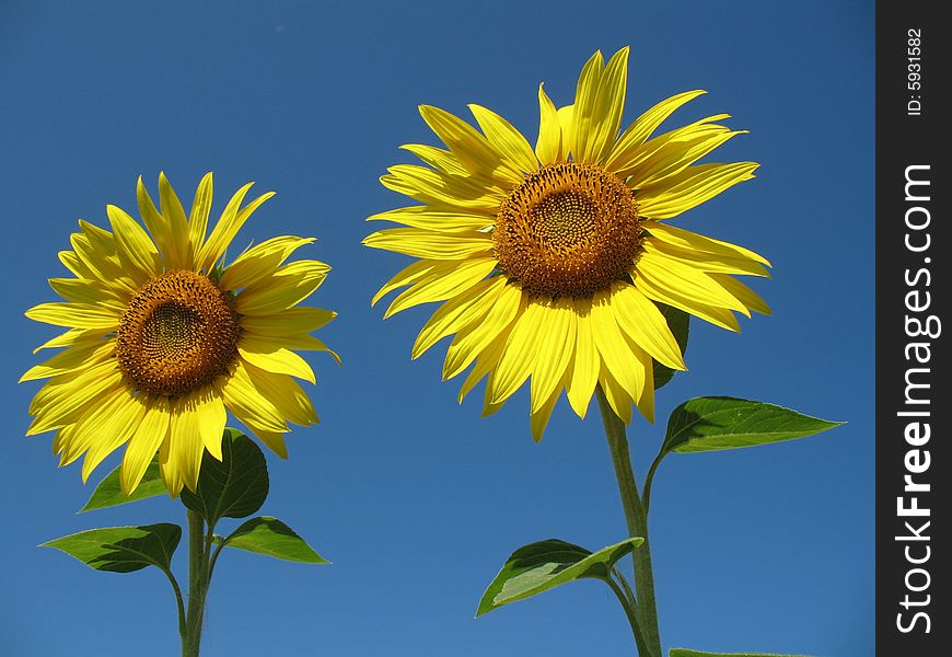 Closeup of a beautiful yellow sunflower with a blue sky. Closeup of a beautiful yellow sunflower with a blue sky