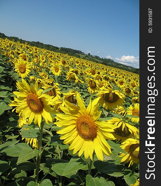 Beautiful yellow sunflowers field with blue sky