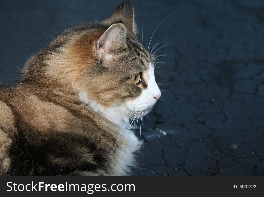 A smallish cat grooming itself