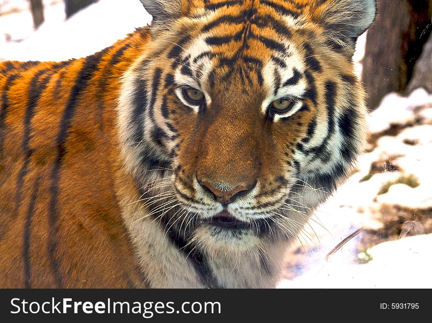 An Amur tiger staring at the camera lense.
